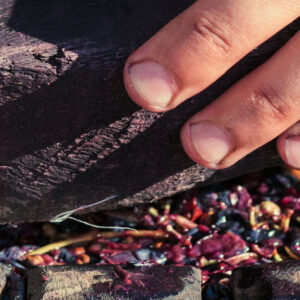 Phase d'œnologie du raisin dans le pressoir