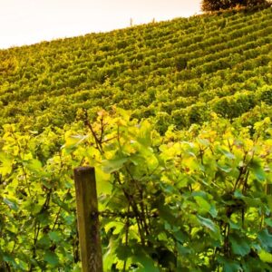 Phase d'œnologie de la vigne et du raisin qui va murir au soleil